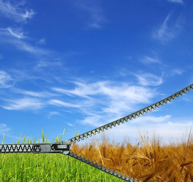 A vast field of crops being harvested by modern machinery under a sunny sky. The machinery is leaving tracks in the field, showing the scale of agricultural operations.