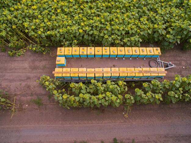 Projeções do Agronegócio Brasileiro em 2025: Impacto da Nova Política de Subsídios