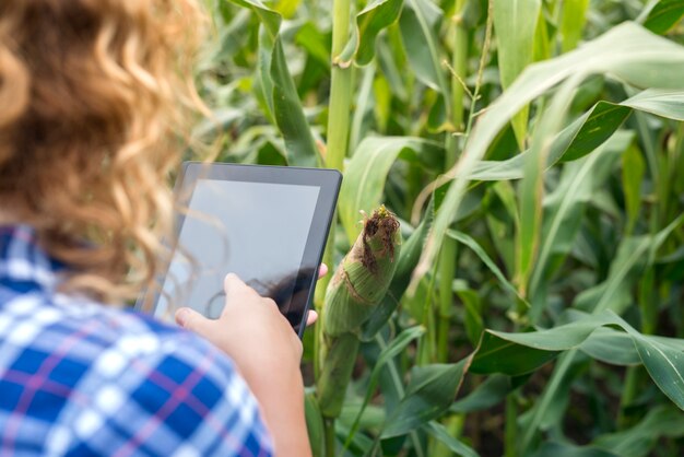A close-up of a farmer's hands using a tablet in the middle of a cornfield, showcasing data analysis and precision agriculture technology.