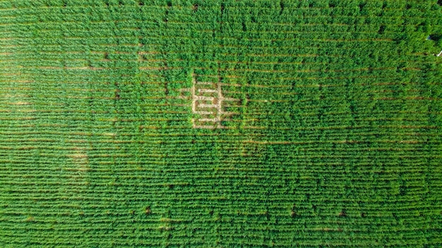 Guerra na Ucrânia: Impacto nos Fertilizantes e na Produção Agrícola Brasileira em 2025
