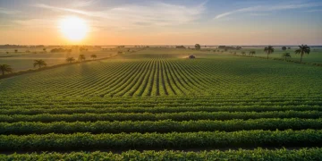 Vasta plantação agrícola brasileira ao amanhecer, simbolizando o crescimento do agronegócio.